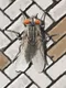 A Fly in the Array
