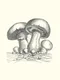 Acephalus