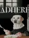 Adhere: The Good Boy