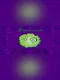 Bacillus