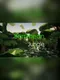 Barrimean Jungle