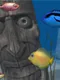 Big Kahuna Reef 2: Chain Reaction
