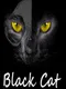 Black Cat