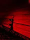 Blood of a Demon