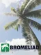 Bromeliad