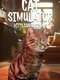Cat Simulator: Kitty Conundrums