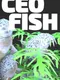 CEO Fish
