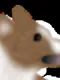 Corgi Flop