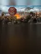 Do or Die