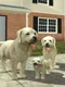 Dog Sim Online: Build A Family