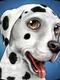 DogWorld 3D: My Dalmatian - The Cute Puppy Dog