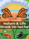 Drunk on Nectar