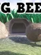 Dung Beetle