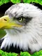 Eagle Simulator