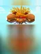 Fat Foods