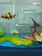 FishCo
