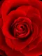 Floristry