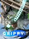 Grippy
