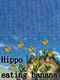 Hippo Eating Banana