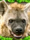 Hyena Simulator