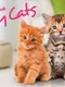 I Love my Cats