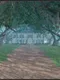 Intrigue At Oakhaven Plantation
