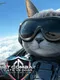 Jet Combat: Cats vs. Dogs Military Simulator