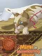 Mimi in Meowndering House