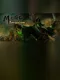 Mogo Invasion