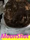 MoonShot