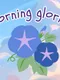 Morning Glories