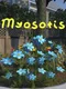 Myosotis
