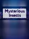 Mysterious insects
