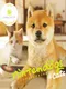 Nintendogs + Cats: Shiba Inu & New Friends