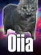 Oiia