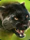 Panther Online