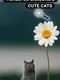 Peaceful Gardens 2: Cute Cats