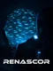 Renascor
