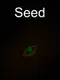 Seed