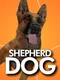 Shepherd Dog