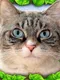 Stray Cat Simulator