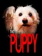 The Puppy