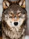 The Wolf's Hunt