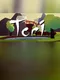 Tori