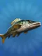 True Fishing 2