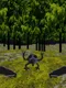 Twilight Infiniforest