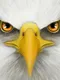 Ultimate Bird Simulator