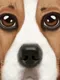 Ultimate Dog Simulator
