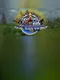 Virtual Earth Online