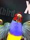 Xbird